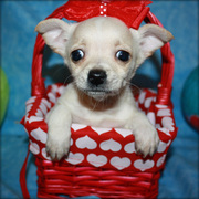 Tiny Chihuahua Puppies For Great Families.