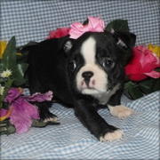 Boston Terrier Puppies Now Available.