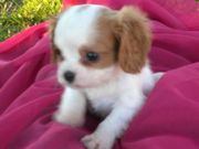 King charles puppies for loving homes