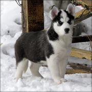 lovely Siberian Husky puppy/puppies for adoption