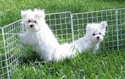 Outstanding Maltese puppies -price reduced