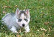 cute and lovely siberian husky puppies for new homes