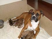 boxer pups for sale