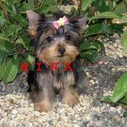 gorgeous looking Yorkie Puppy