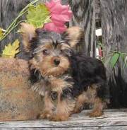 Outstanding T-Cup Yorkie Puppies For Sale