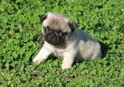 Cute Sweet Pug Puppies for sale