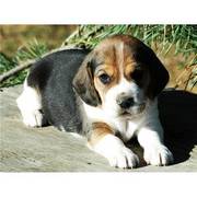 100% Lifetime Health Guarantee Beagle Puppies For Adoption