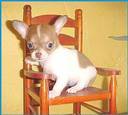 ADORABLE BABIES CHIHUAHUA PUPPIES FOR SALE.