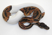 Albino And Piebald Ball Pythons For Adoption/Sale