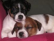 Sweet Jack Russell Puppies for Adoption