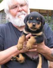  Rottweiler Puppies Available