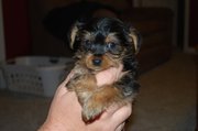 Male and Female Yorkshire Terrier puppies