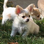 Chihuahua Puppies 4 adoption