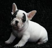 Outstanding French Bulldog puppies for sale