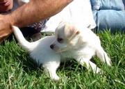 Well trained and Healthy chihuahua puppies for sale 