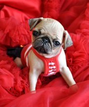 Adoriable Little Pug Puppies for adoption