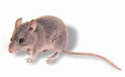 The Mice Specialist - House Mouse Control