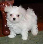  T-CUP Maltese Puppies for adoption 