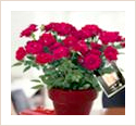 Florist Supplies variety of flowers and plants 