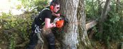 Looking for Tree Removal and Surgery in Dublin - Elite Tree Services