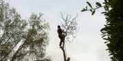 Find Tree Removal Services and Surgeon in Dublin - Elite Tree Services