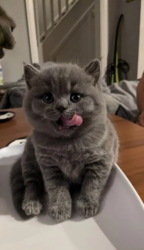 British shorthair kittens 