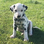 Lola the Dalmatian puppy