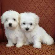 Amazing Teacup Maltese Puppies