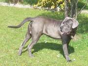 ultimate guard dog blue neopoliton mastiff for sale very large dog 