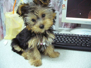 cute yorkshire terrier puppy for adoption