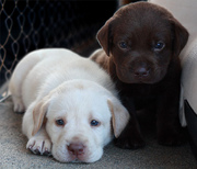  affectionate lab puppies for re-homing