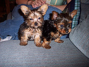 ADORABLE CUTEST YORKIES FOR FREE ADOPTION