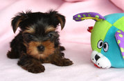 Lovely Yorkie Puppies Available For X-Mas(kllben82@gmail.com)