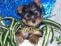 Nice Looking tea cup yorkies puppies for free adoption