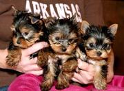 MALE and FEMALE TeaCup Yorkie Puppies For Adoption