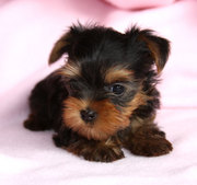 Lovely and cute yorkie puppies for good homes, 