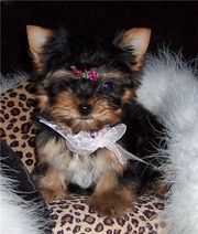 Teacup Yorkie and Mlatese puppies for X-mas at give away prices