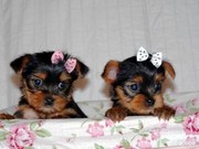TWO  TEA CUP YORKIES PUPPIES{CUTTIE AND EDDIE}