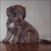 Chihuahua Puppies For Home Adoption