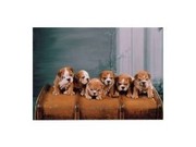adorable english bulldog puppies for home adoption