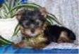 Two Lovely Tea Cup Yorkie Babies Ready For Adoption