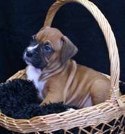 registered boxer puppies