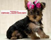 Affectionate Yorkies Puppies For A Pet Loving Family