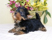 Great Miniature Tea Cup Yorkshire Terrier puppies looking for their ne