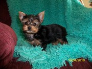 Sweet Miniature Tea Cup Yorkshire Terrier Puppies Looking for their ne