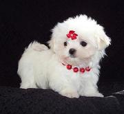 One male and Two Female Maltese Puppies for Re-Homing