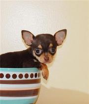 Teacup Coco our Fun Loving Female Chihuahua!!!!