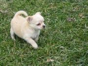 chihuahua Puppies For Adoption