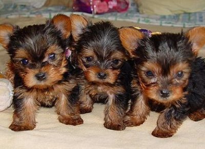 Adoption  Florida Dogs  Sale on Yorkies   Dublin   Dogs For Sale  Puppies For Sale  Dublin   250932