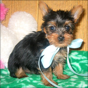 Cute Miniature Tea Cup Yorkshire terrier puppies now available